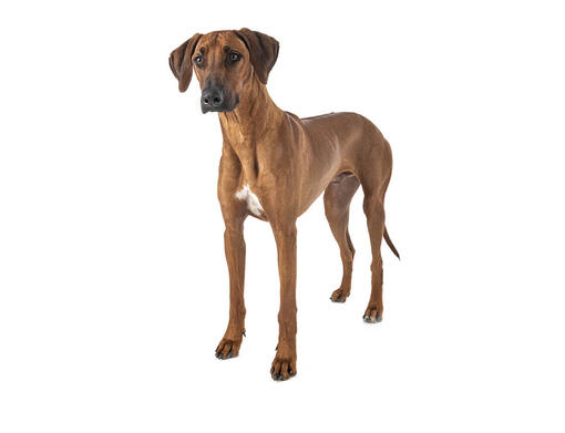 Rhodesian Ridgeback Dog Breed Information Purina